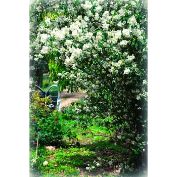 Fresh Jasmine Flowers